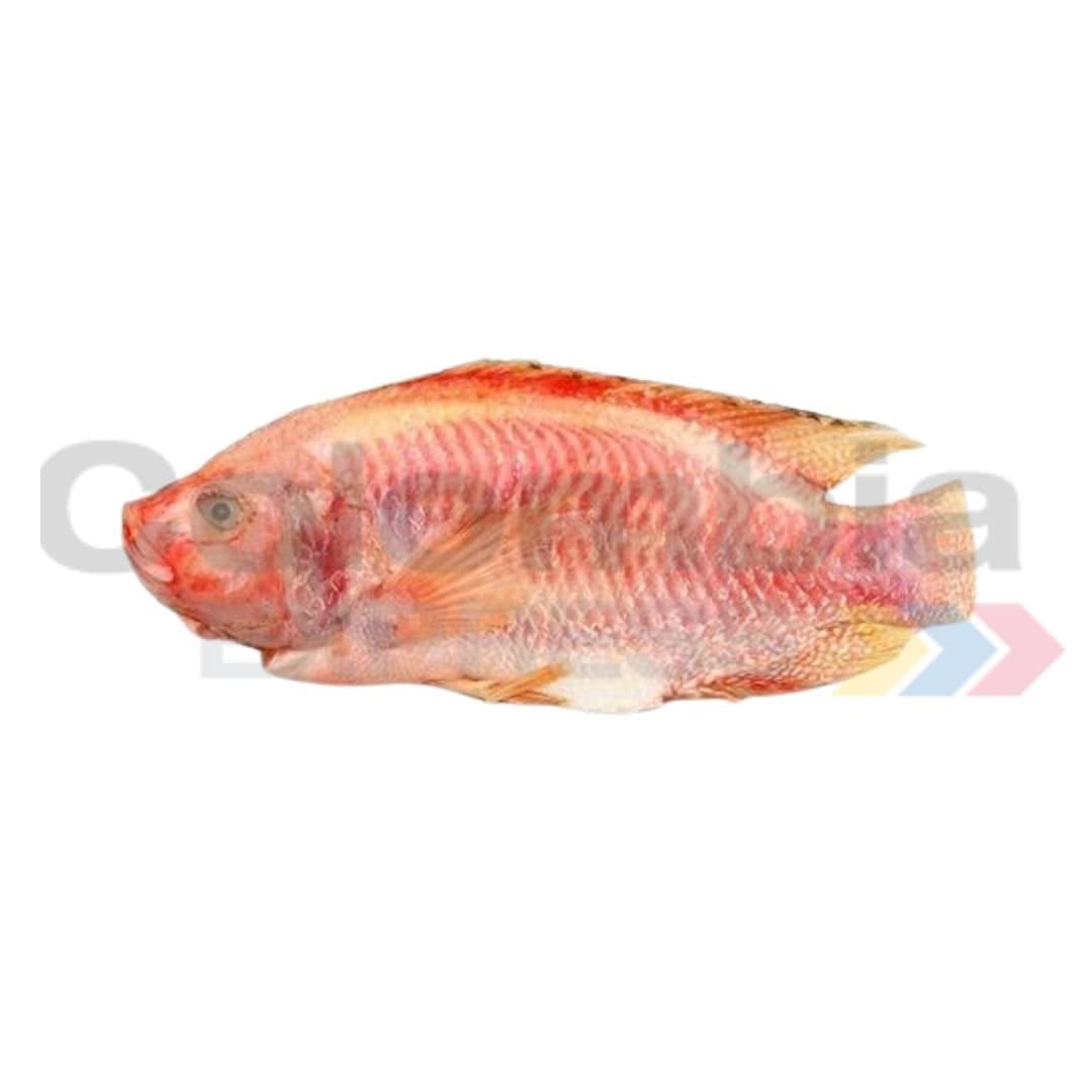 Tilapia roja caja x 10 kilos