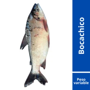 Bocachico congelado
