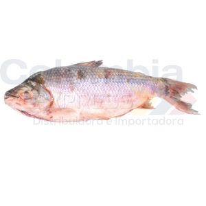 Bocachico congelado