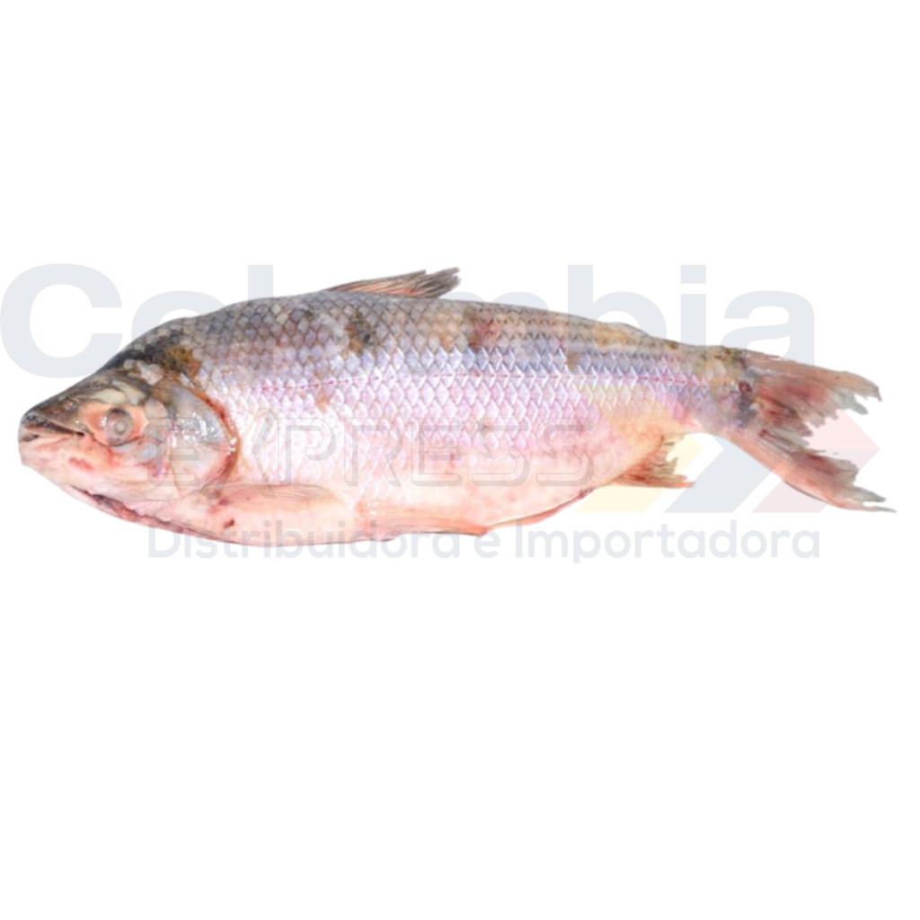 Bocachico congelado Bocachico congelado