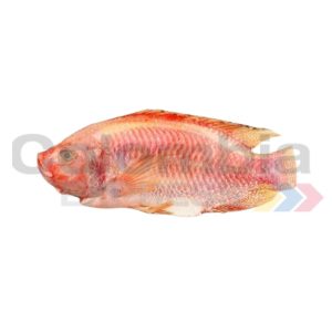 Tilapia roja